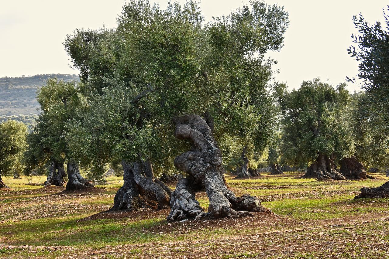 Casa Campari Lejlighed Ostuni Eksteriør billede
